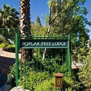 Poplar Tree 4*